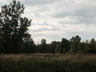 Property photo 16 - LAND AUCTION, 55+/- Acres offered in 2 tracts